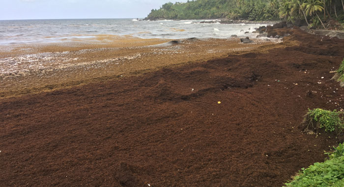 Boat Bay beach in St. Vincent covered with thick sargassum seaweed mats